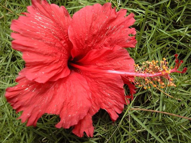 Tiny flower