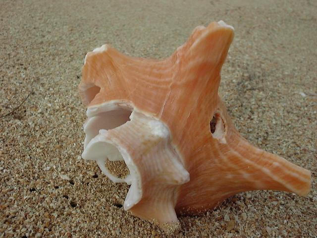 Shell