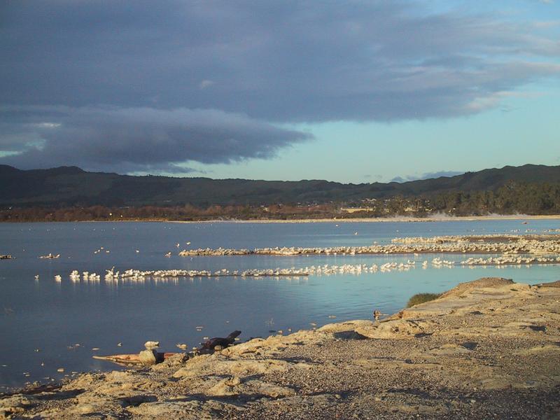 Rotorua geothermal flats