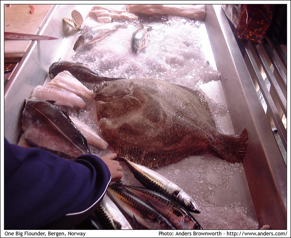 One big flounder · Bergen, Norway