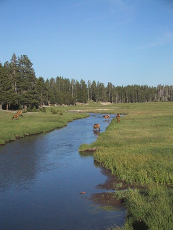Elk in Yosemite