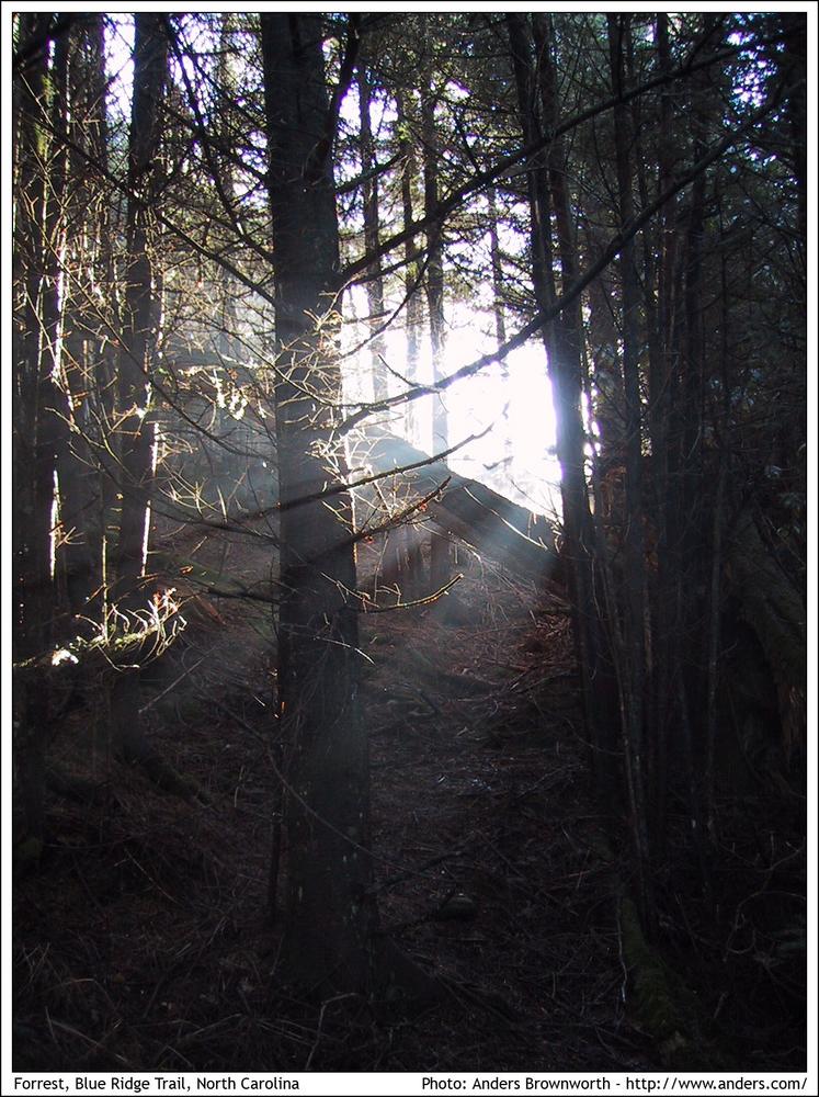 Forest · Blue Ridge trail