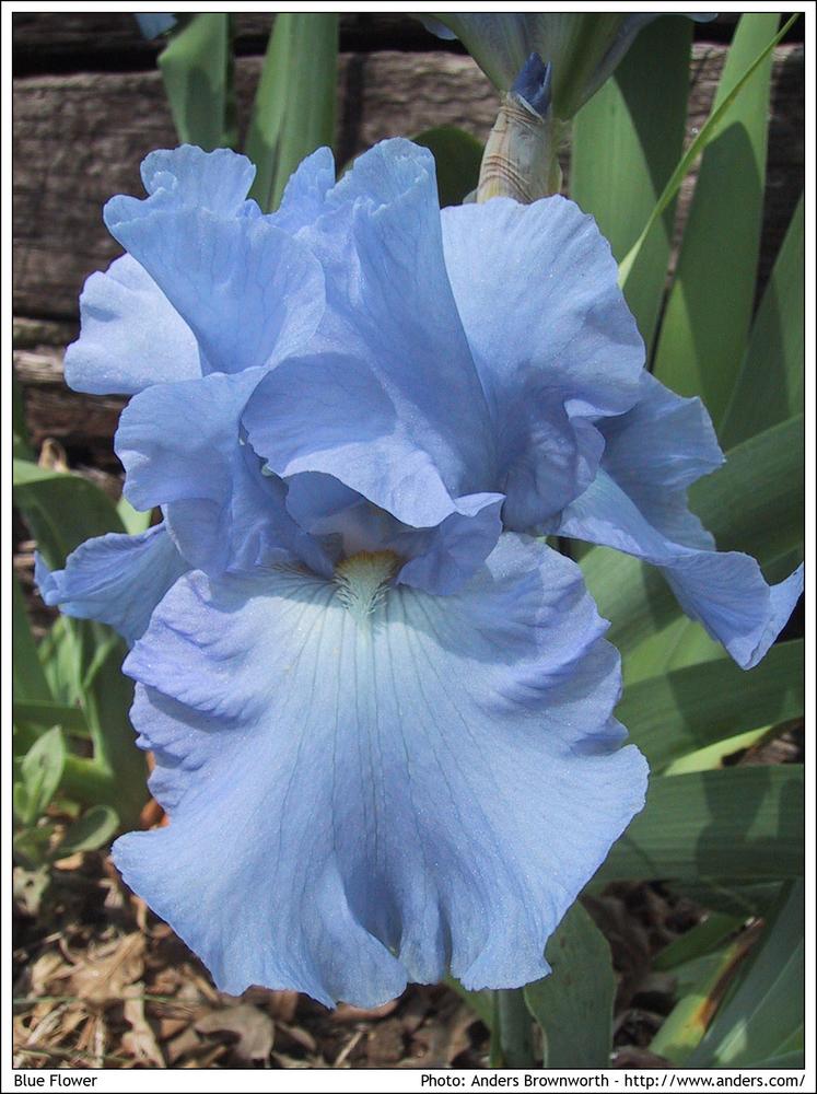 Blue flower