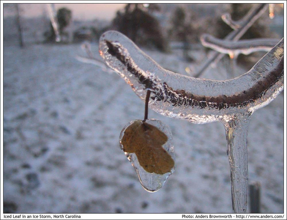 Iced leaf